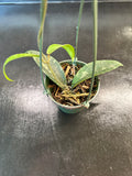 Hoya Flagellata