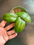 Hoya Juannguoana