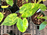 Alocasia Gageana Aurea Variegated