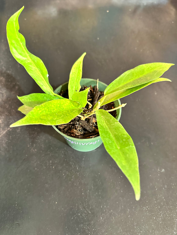 Hoya Macgillvrayii
