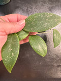 Hoya Wilbergiae (Hanging Basket)