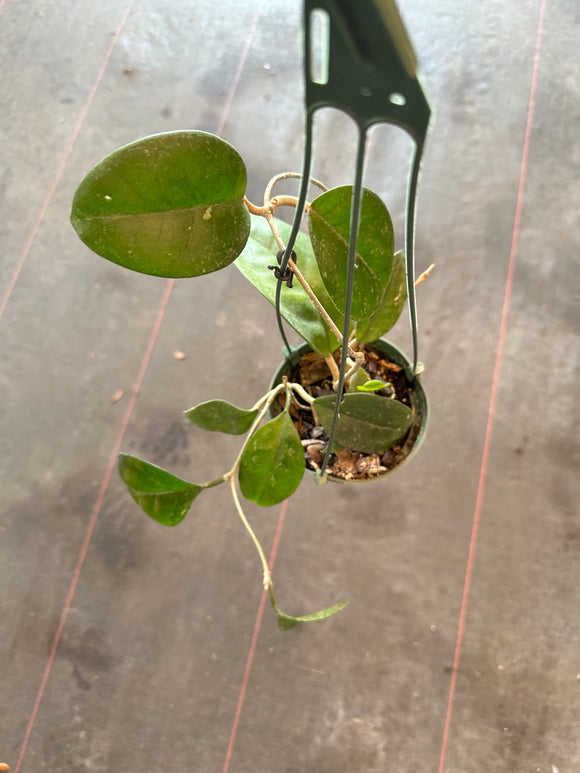 Hoya Fungii (Hanging Basket)