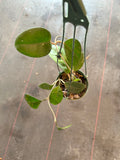 Hoya Fungii (Hanging Basket)