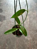 Hoya ‘White Dragon’ pubicorolla hanging basket