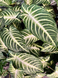 Xanthosoma Lindenii Magnificum