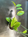 Hoya Merrillii hanging basket