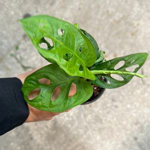 monstera with holes Monstera Adansonii AKA Swiss Cheese Plant – Christine's Tropical & Exotic Plants