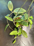 Hoya Wilbergiae hanging basket
