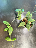 Hoya Wilbergiae (Hanging Basket)