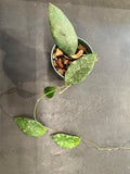 Hoya Caudata