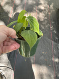 Philodendron Micans ‘green form’