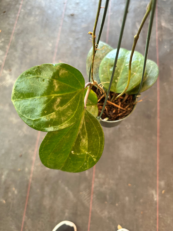 Hoya Sarawak (Hanging Basket)