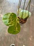 Hoya Sarawak (Hanging Basket)