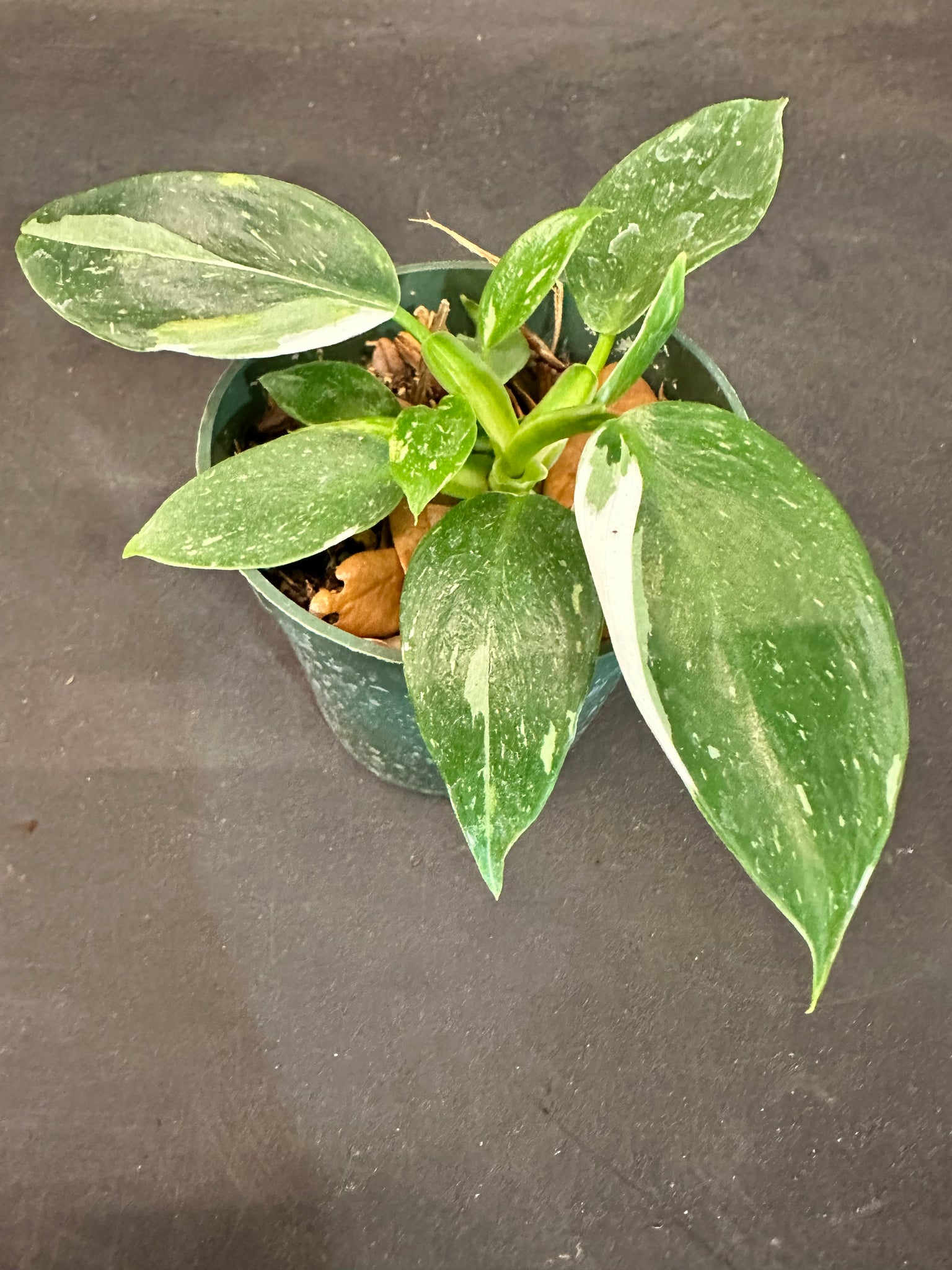 philodendron white wizard moss pole White Wizard Philodendron – Christine's Tropical & Exotic Plants