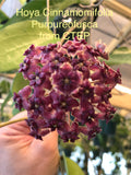 Hoya Cinnamomifolia Purpureofusca