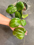 Hoya Pentaphlebia (Hanging Basket)