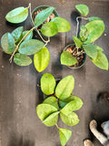 Hoya Fungii