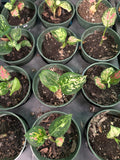 Aglaonema Red Zircon