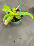 Nepenthes Miranda Carnivorous Pitcher Plant hanging basket