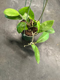 Hoya Forbesii aff. sp. UT 012 (EPC 700) in a Hanging Basket