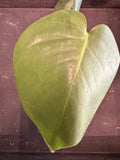 Monstera Deliciosa