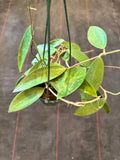 Hoya Burma sp (Hanging Basket)