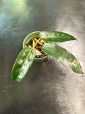 Hoya Archboldiana