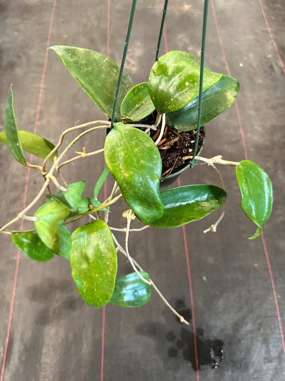 Hoya Clandestina (hanging basket)