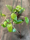 Hoya Clandestina (hanging basket)