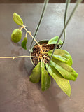 Crassicaulis in hanging basket