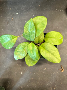 Hoya Fungii