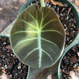 Alocasia ‘Black Velvet’ aka Alocasia 'Reginula'