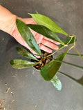 Hoya Estrella Waterfalls (IML 1256) hanging basket