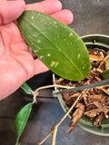 Hoya EPC 301 (black leaf) in hanging basket