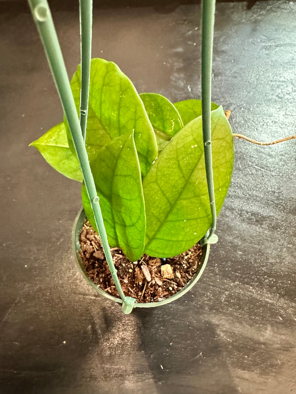 Hoya Fungii (Hanging Basket)