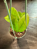 Hoya Fungii (Hanging Basket)
