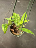 Hoya EPC 317 (Hanging Basket)