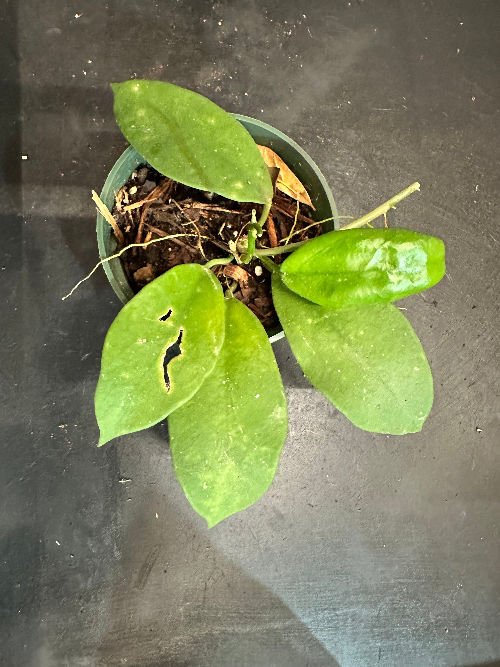 Hoya Diversifolia – Christine's Tropical & Exotic Plants