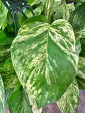 Marble Queen Pothos (Epipremnum Aureum "Marble Queen") in 8" hanging basket