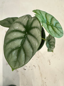 Silver Dragon Alocasia aka Alocasia Baginda