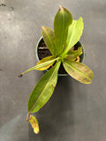 Nepenthes Miranda aka Carnivorous Pitcher Plant