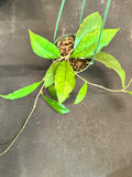 Hoya Finlaysonii (ripple) hanging basket