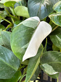 Philodendron White Princess