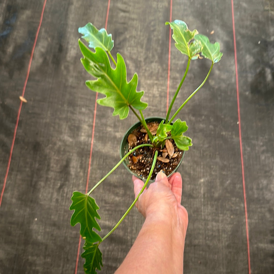 philodendron samen Philodendron Mayoi – Christine's Tropical & Exotic Plants