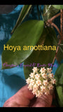 Hoya Arnottiana (Hanging Basket)