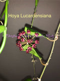 Hoya Lucardensiana