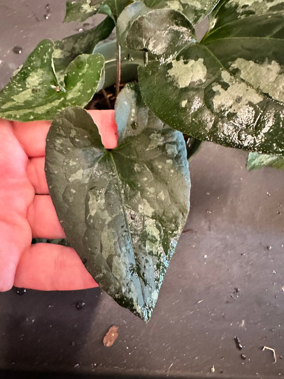Asarum Splendens 'Quicksilver' aka Chinese Wild Ginger