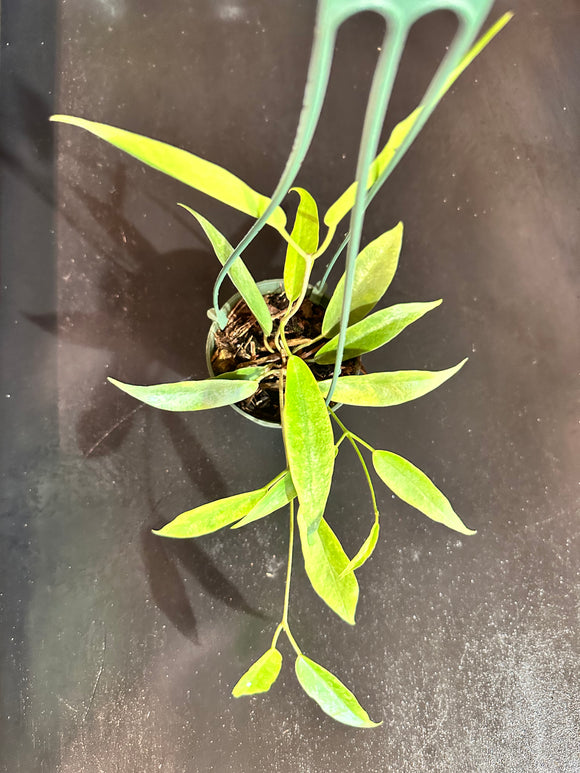 Hoya Macgillvrayii (hanging basket)