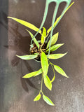 Hoya Macgillvrayii (hanging basket)