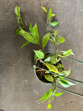 Hoya ‘Rebecca’ cv. Hanging basket